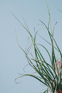 先端が一部茶色になっていることがあります。気になる場合はカットしてください。