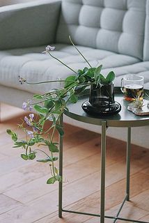 しなやかな豆の花を活けるだけで、お部屋の主役に。とっても簡単におしゃれな空間作りができちゃいます。