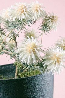 ふわっふわの花が可愛い😍