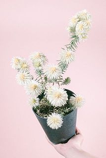 形には個体差があります。