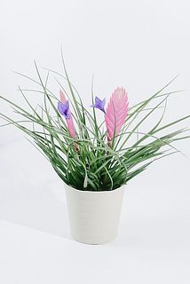 形、花付きには個体差があります。