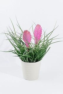 まだ花が咲いてない場合もございます。