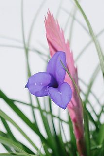 一部、花に傷がついている場合がございます。