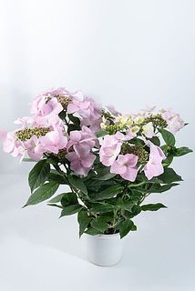 形には個体差がございます。