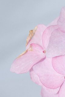 一部花びらに傷がついている場合がございます。