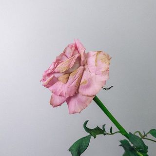 花びらに傷が付いていることも。気になる場合優しく外してあげてください。