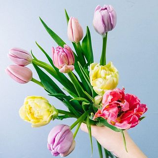 チューリップの特性として、しなやかに曲がっている花もございます。