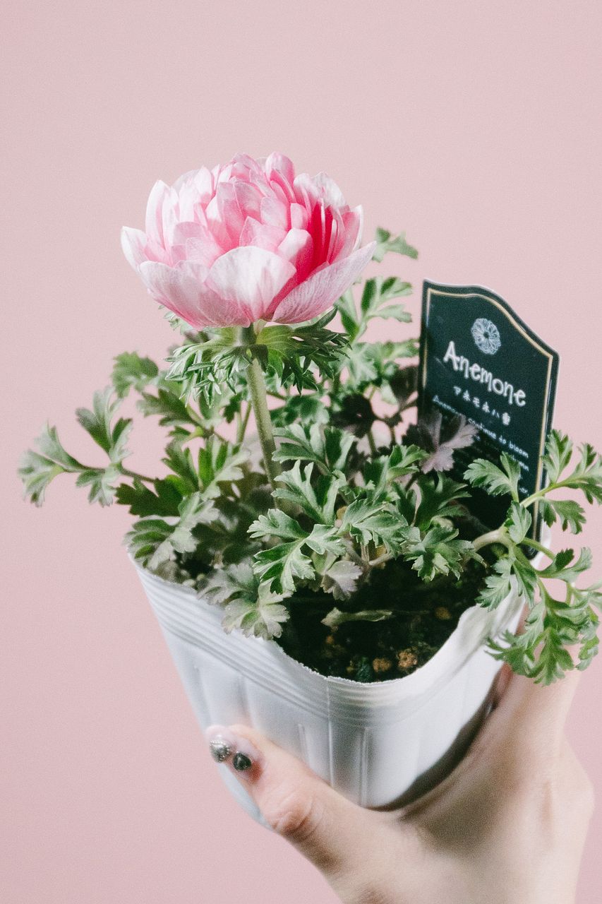 八重咲きアネモネ「クラシカルピンク」（1鉢）