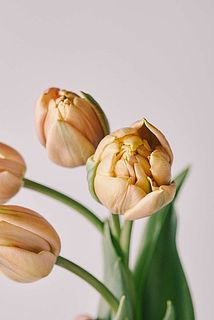 開花した姿をぜひ楽しんで！