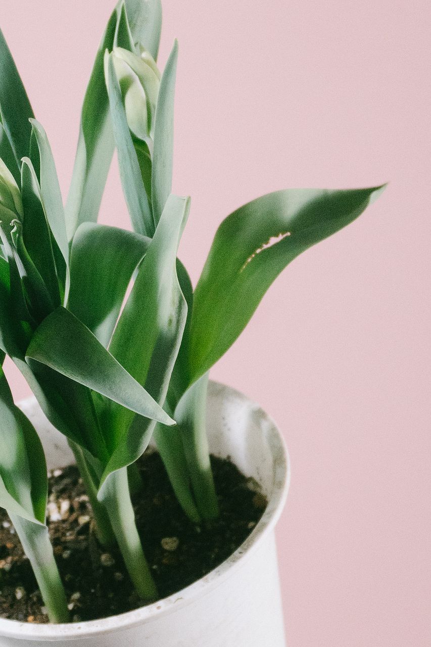 希少チューリップ「アンジェリケ」