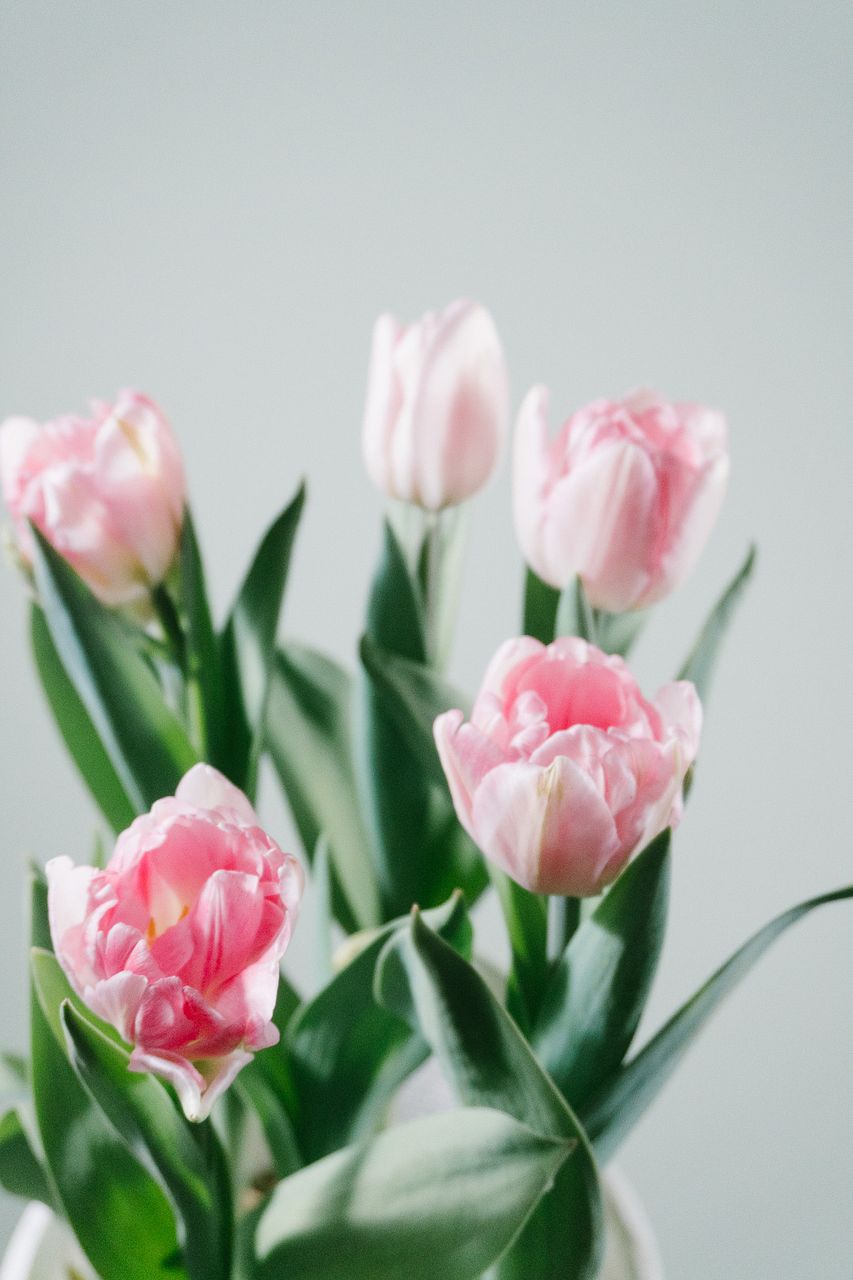 希少チューリップ「アンジェリケ」