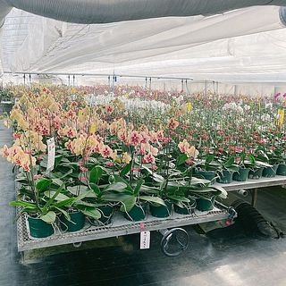 栽培風景　胡蝶蘭はみな太陽の方を向いて花を咲かせるそう。