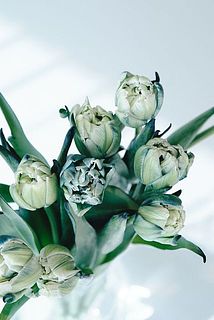 八重咲きチューリップ「アバンガード」を染めています。だんだんと開花する様子も楽しんで。