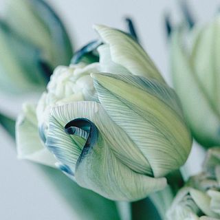 まるで色鉛筆で描いたような美しさ。染まり具合には個体差があります。ご了承ください。