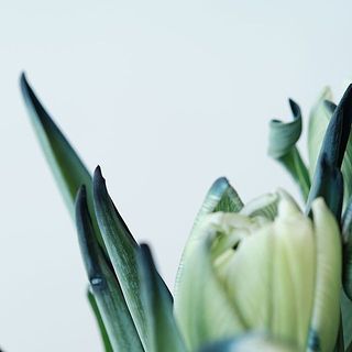 染料の影響により、葉の先端が青く染まっています。染めチューリップの特性であり、品質には問題ありません。花に水がしっかり届くよう、葉っぱは出来るだけ取り除いてしまいましょう。