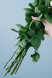 葉やトゲはそのままの状態でお届けします。ご注意ください。