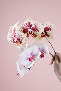 お届けイメージ