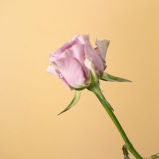 外側の花びらは傷が付いているものも。気になる場合は優しく摘み取ってあげて。