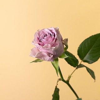 淡いライラックカラー💜