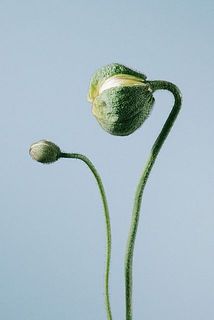 通常ポピー(左)と特大ポピー(右)の大きさ比較