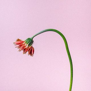 ガーベラは茎が曲がっている場合も。個体差のため、品質には問題ありません。