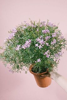 花付きには個体差がございます。