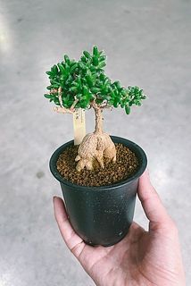 樹形には個体差があります。おたのしみに。どんな子が届くか、おたのしみに。