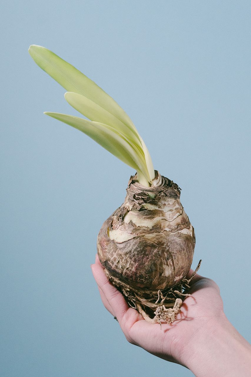 土と水がいらない「特大球根アマリリス」