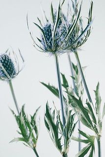 エリンジウムは茎が所々青くておしゃれです😎