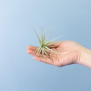 お届け例「コットンキャンディ」