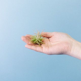 お届け例「イオナンタ」