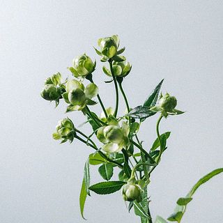 スプレーバラ「エクレール」