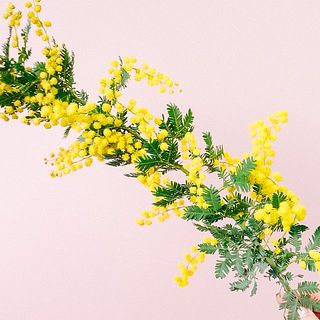 春の訪れ「ミモザの便り」