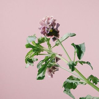 同じ品種でも色合いがさまざま。