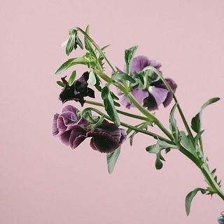 一番花が終わったら摘んでみて。蕾が咲いてきます。