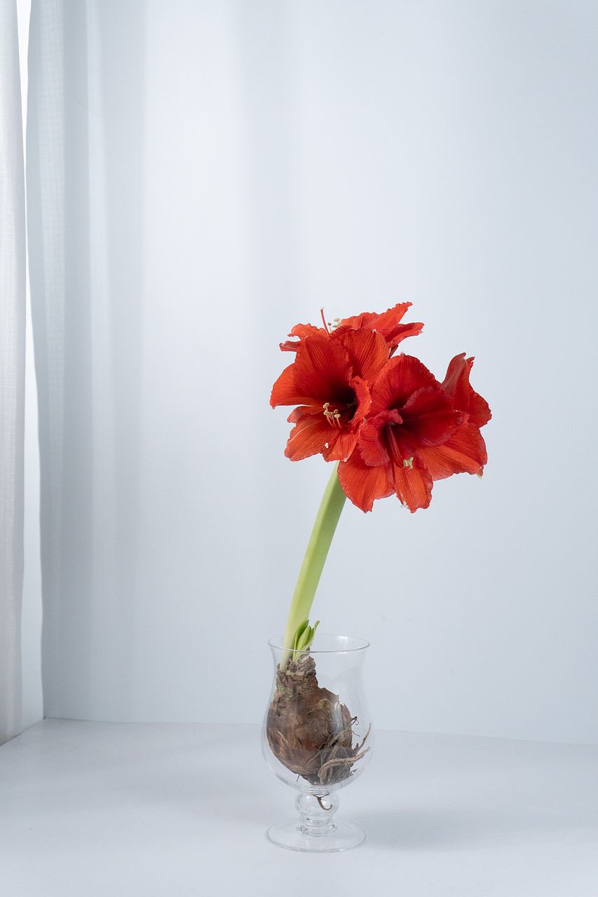 AIで作った フリル アマリリス 黒 球根 水のいらない アマリリス マジックアマリリス の 球根 11月下旬発送