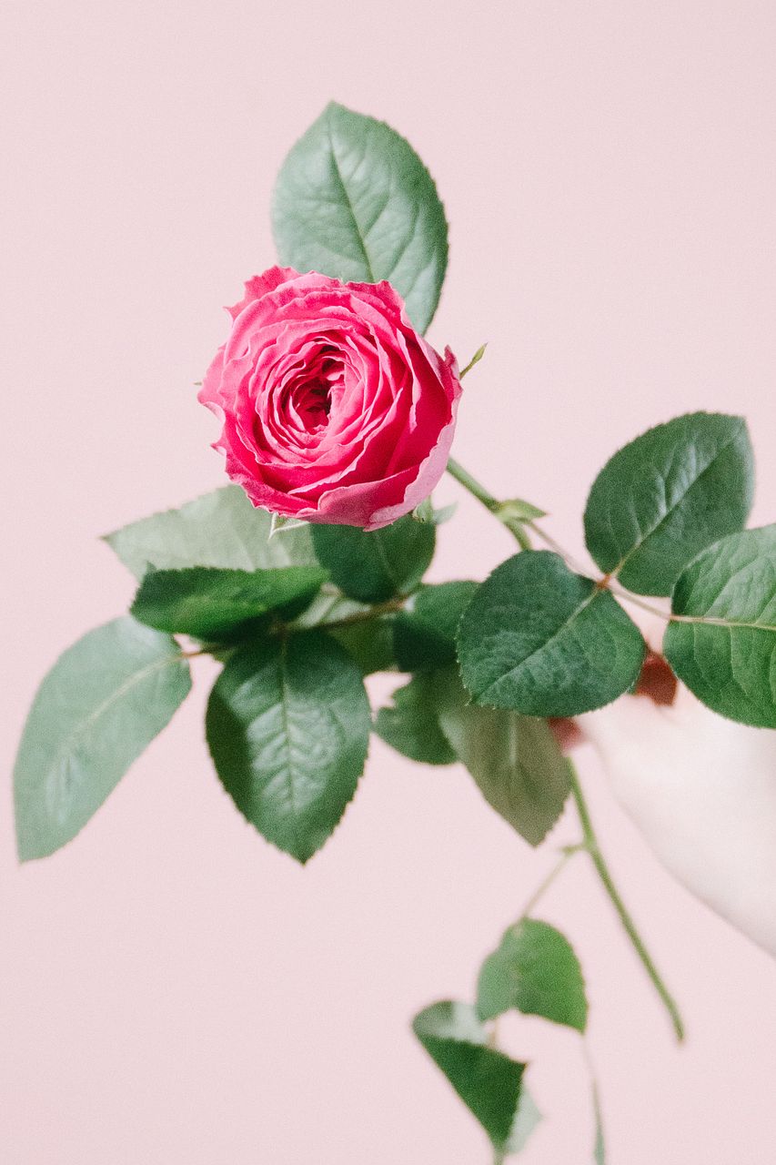 ピンクアソート「ローズ」