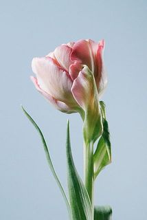 チューリップ「クインティトラストフル 」