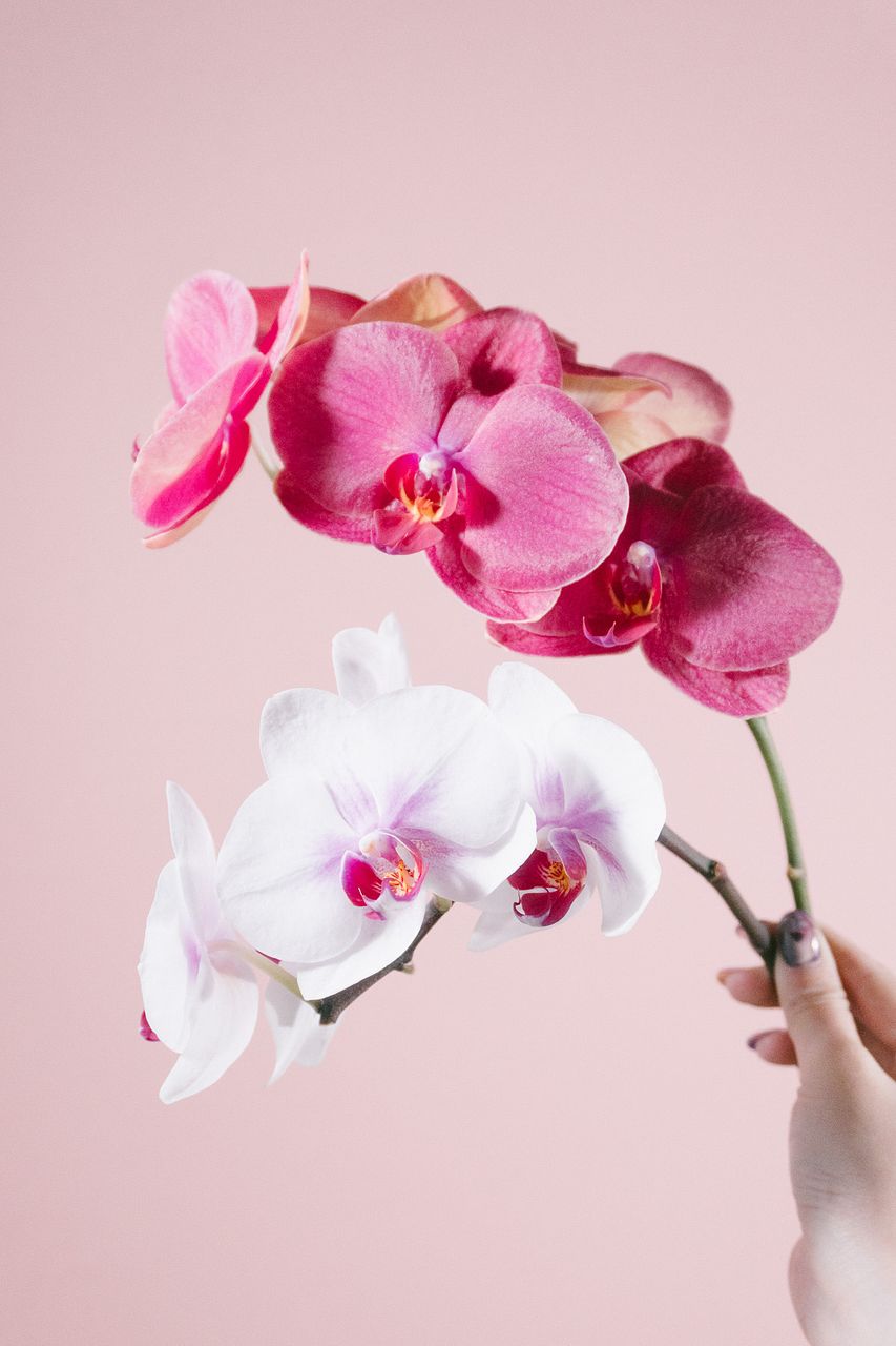 日野洋蘭園のゆうひとウェディングドレス（2本）