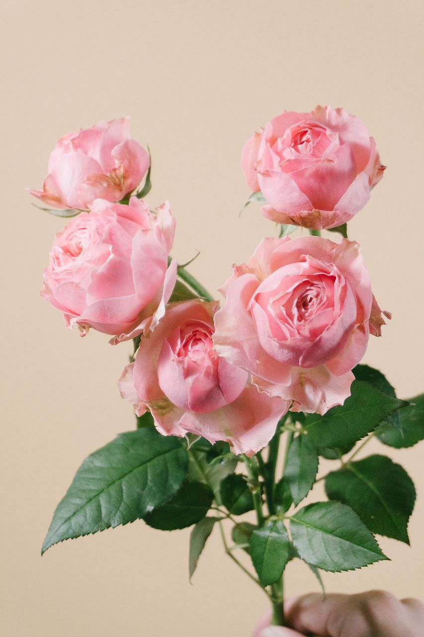 切り花品種バラ苗　レアバラ 　Lovely Harpe♡ Rose 新品種ローズ「ハーパー」
