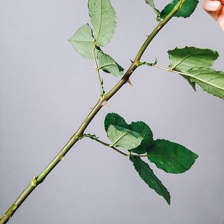 トゲにご注意ください。