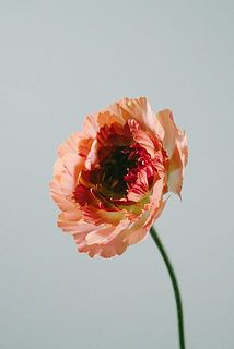 ふりふりのシャルロットがかわいい！