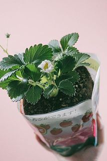 開花具合や形には個体差があります。