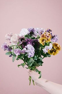 たっぷりみやび花園の希少パンジー「粋」