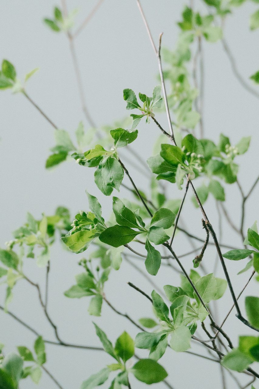 ドウダンツツジ（ロングサイズ）