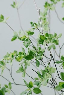 ドウダンツツジ（ロングサイズ）