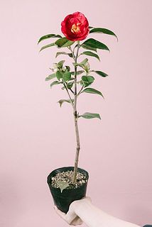 個体差により、赤色の花が咲く場合がございます。