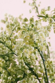 白いお花が咲くかも😍