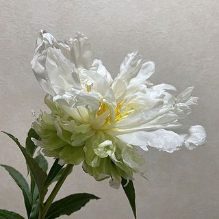 激レア　新品種　芍薬　クウィッツン　ピオニー　グリーンハロー　似 2025年最新】芍薬 グリーンハローの人気アイテム - メルカリ