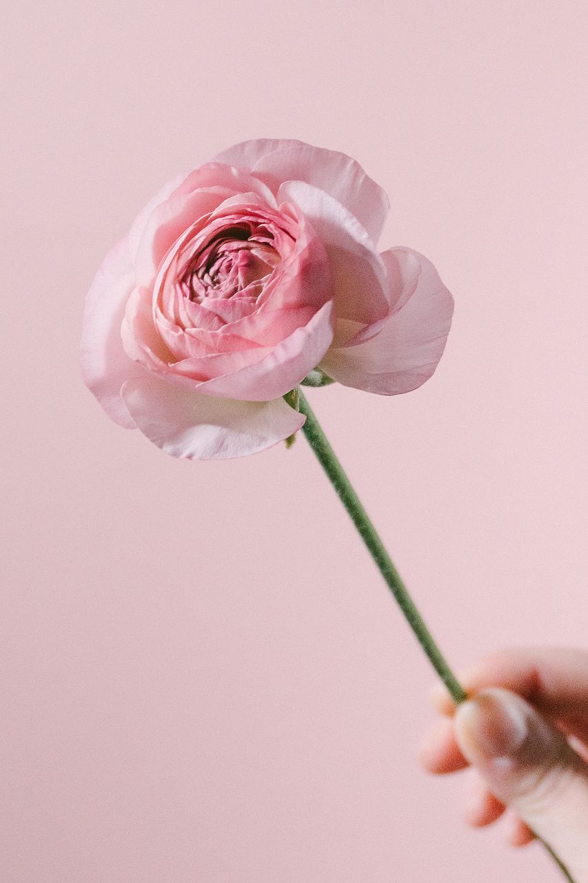 ⚠️専用品⚠️ 春待ち ラナンキュラス と 薔薇 さくらふわり の春色 フルリース ピンクアソート「ラナンキュラス」